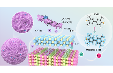 Solvent-driven interface-facet synergy in TiO2/Bi2MoO6 heterojunctions for dual-functional catalysis 2026.101054